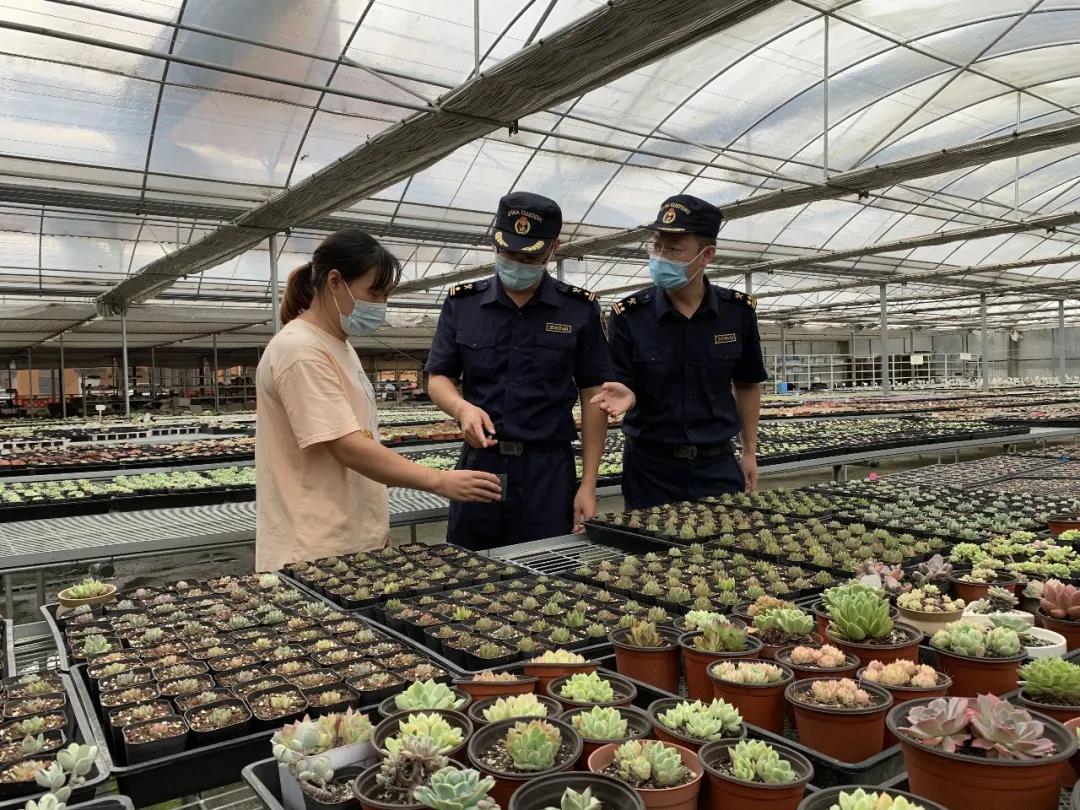 多肉出口流程及当苦衷项