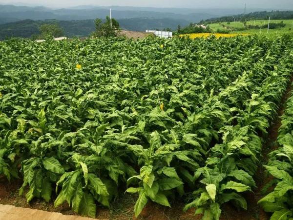 进口老挝烟叶必要什么手续和资料？