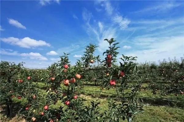 出口苹果必要什么手续？若何解决？