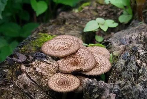 出口韩国食品安全要求尺度最新颁布！