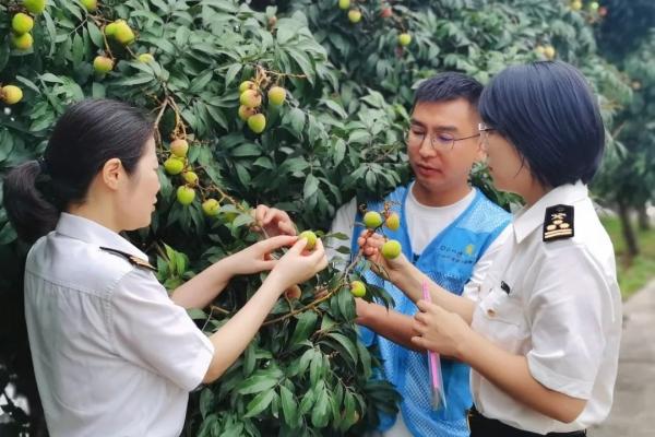 出口荔枝必要解决哪些手续？